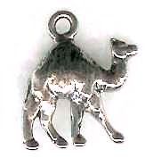 Dromedary Camel