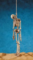 Hanging Skeleton