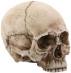 Small Skull Head Statue